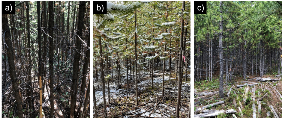 Three photos of showing an Example of lodgepole pine stands in (a) the Control (27000 stems/ha), (b) Treatment 1 (4500 stems/ha; center) and (c) Treatment 2 (1100 stems/ha; right) at Upper Penticton Creek watershed.